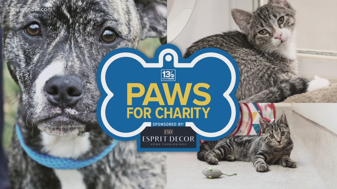 Annual Paws for Charity event underway to support animals at Hope for ...