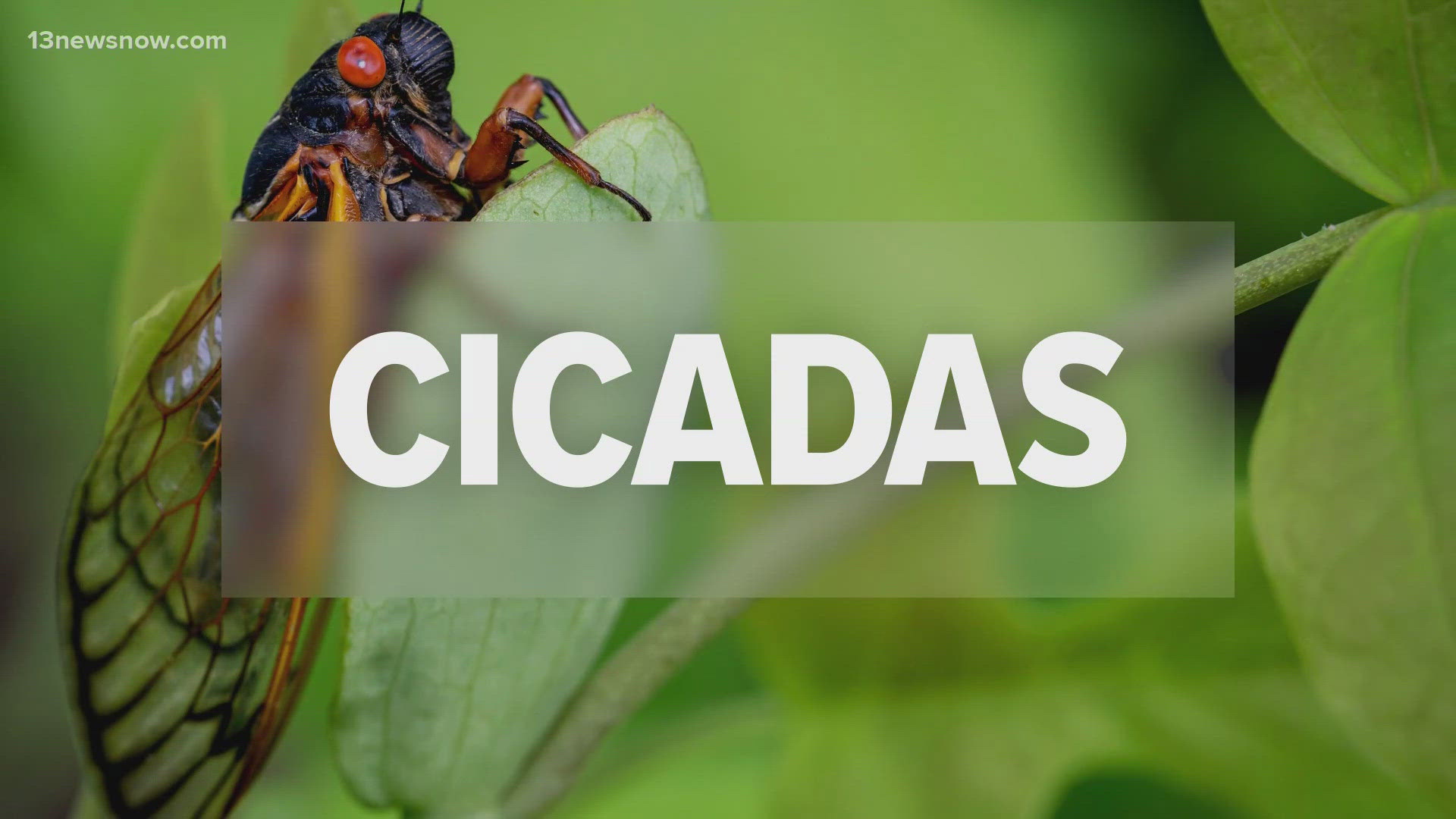 In North Carolina, a sheriff's office has received numerous calls about car alarms going off. There are also concerns about cicadas attracting copperhead snakes.