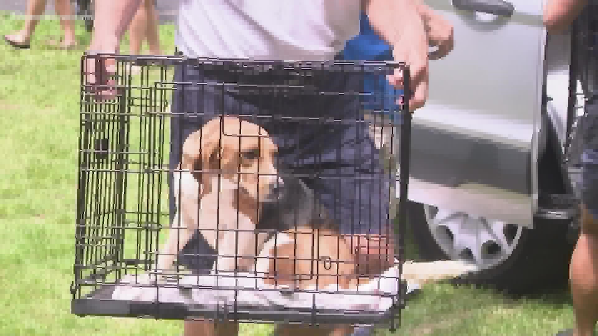 "Homes Fur Hounds" received about 30 of the thousands of dogs seized earlier this year.