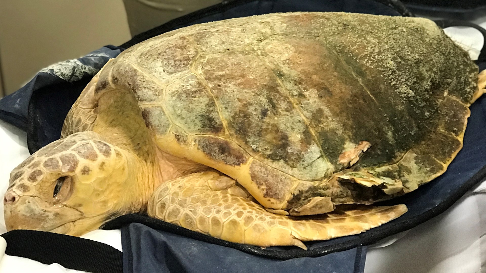 Sea Turtles Get Ct Scans Like Human Patients At Sentara Albemarle 