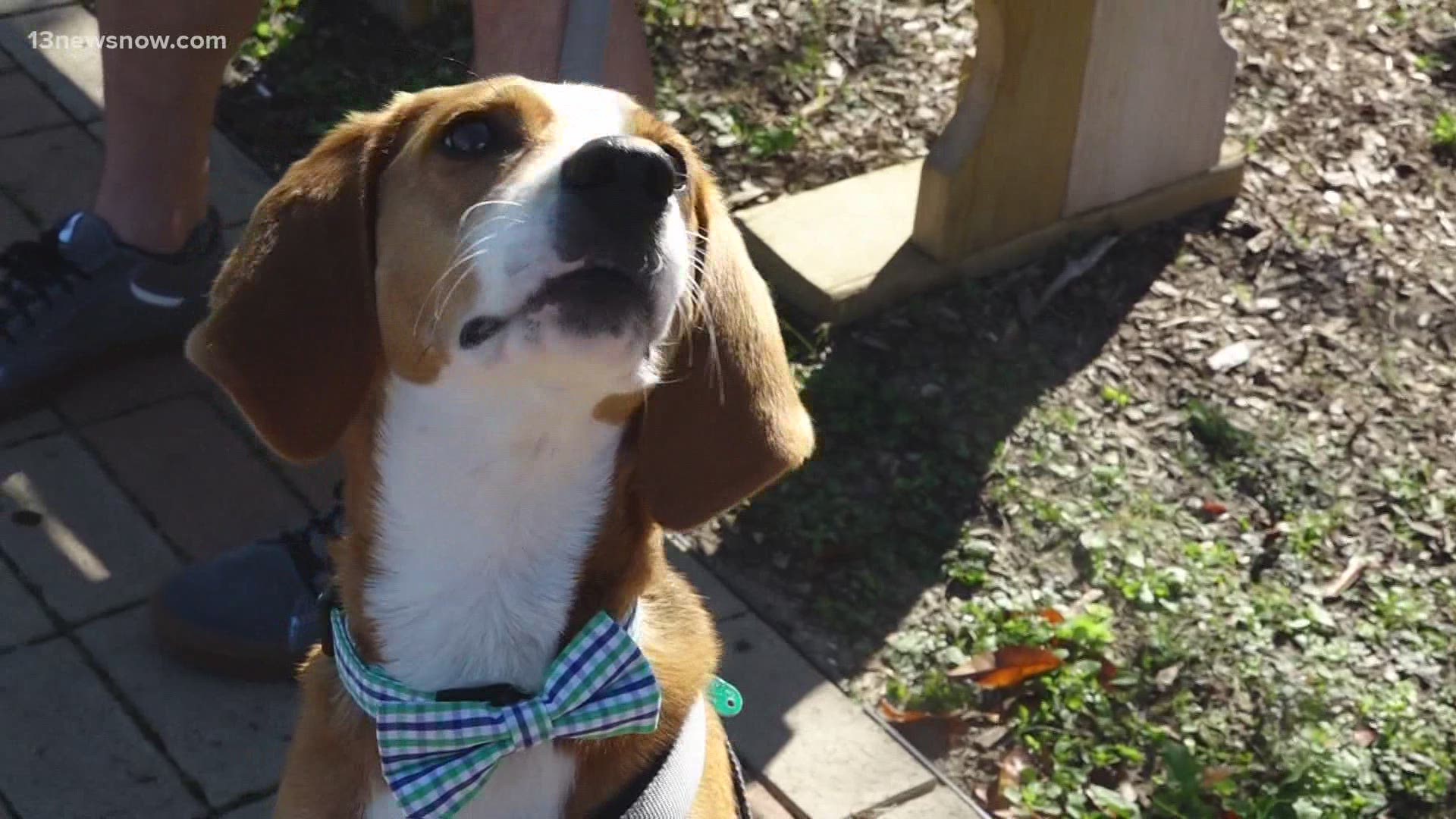 Monty is a hound who came to the Chesapeake Humane Society as a stray. He's been waiting to find a permanent home for about a year.
