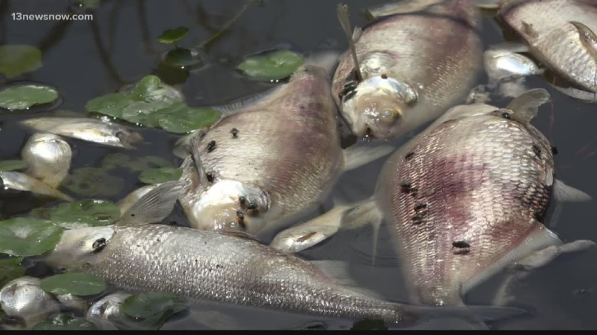 Hundreds of dead fish found in Norfolk lake.