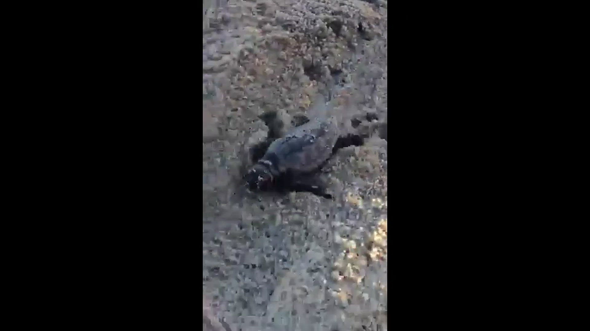 Turtle Explosion Kill Devil Hills experiences population explosion as loggerhead sea ...