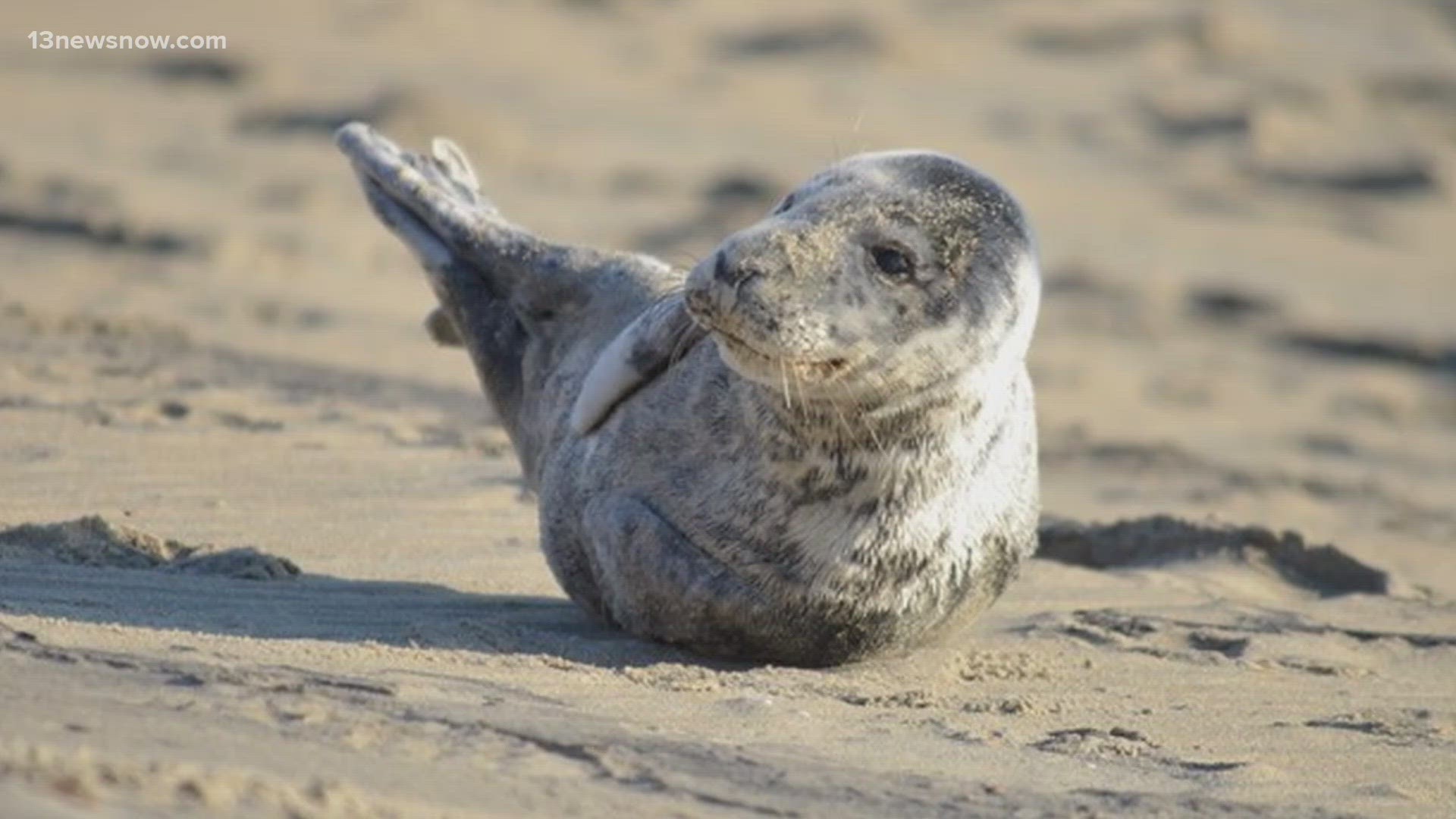 Don't worry, the seal pup was okay! He was just enjoying a rest away from strength of the waves and basking in the sun.