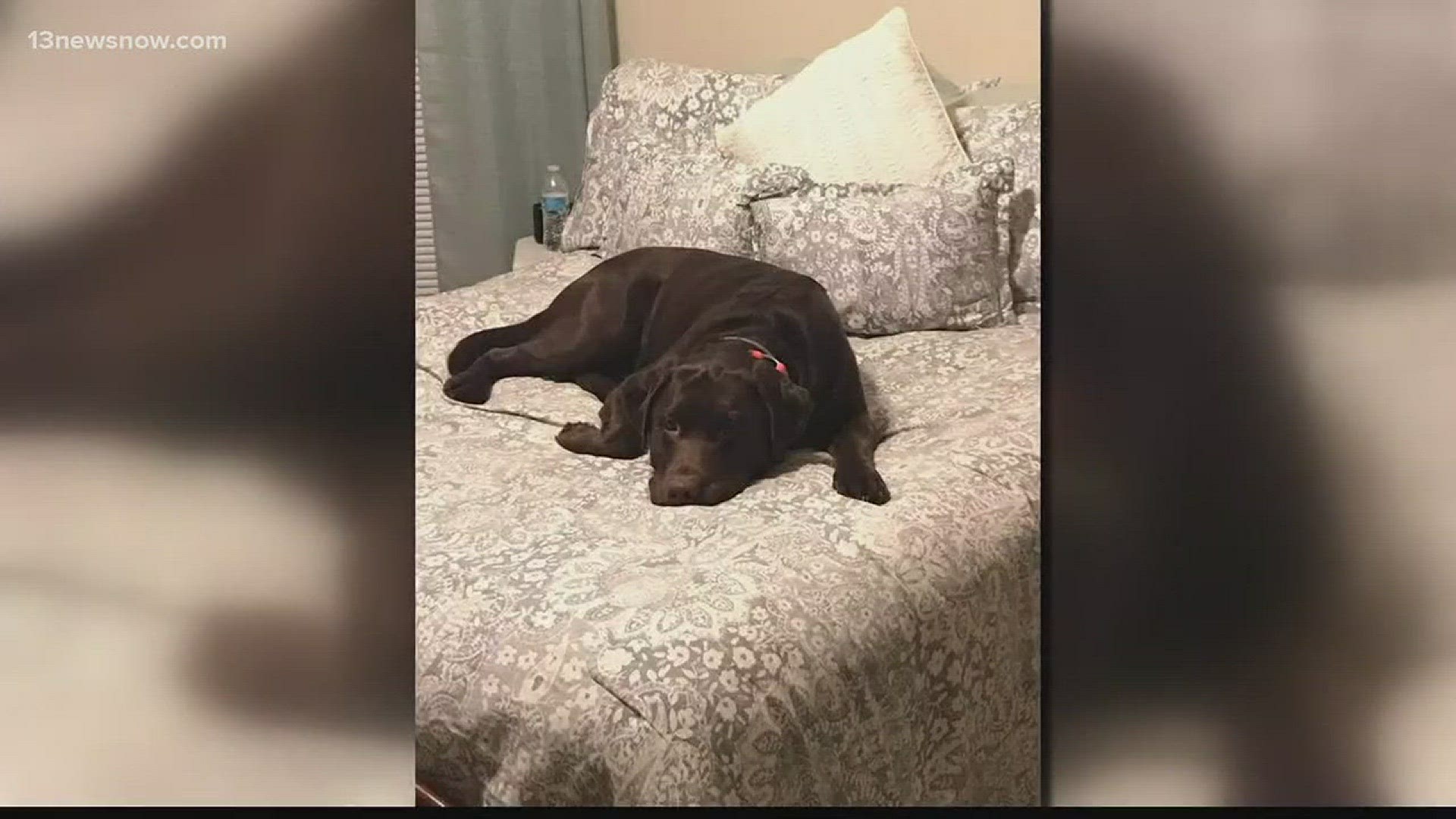 The dog vanished Sunday from his 'Isle of Wight' home