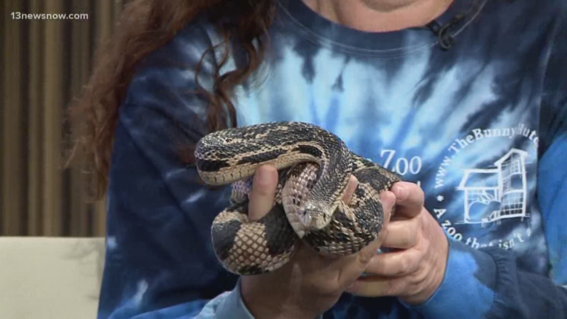 Looking to adopt a reptile? Meet Gravel the Northern Pine Snake. He's available for adoption at the Bunny Hutch.