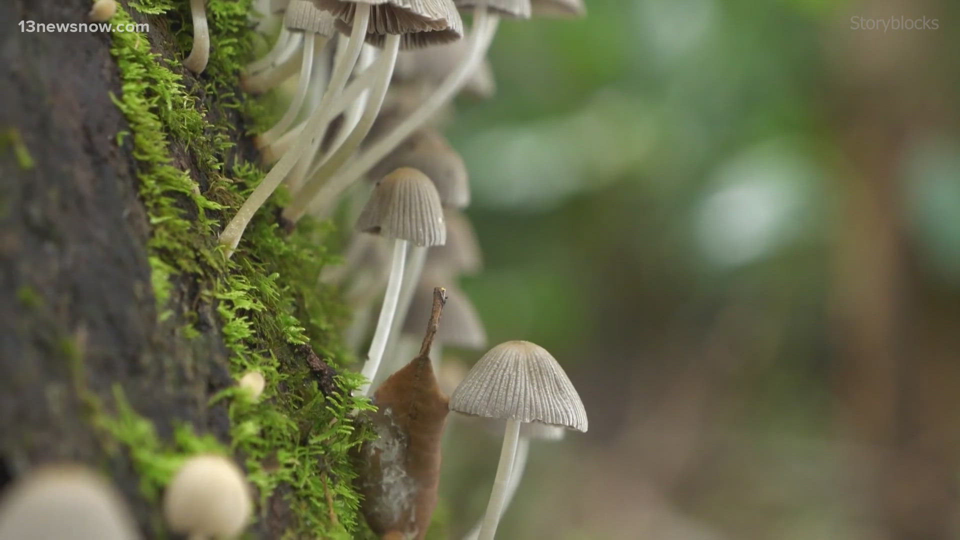 An explanation into why mushrooms are exploding across Virginia and North Carolina lately.