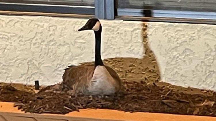 Wildlife officials seek man for goose abuse incident | 13newsnow.com