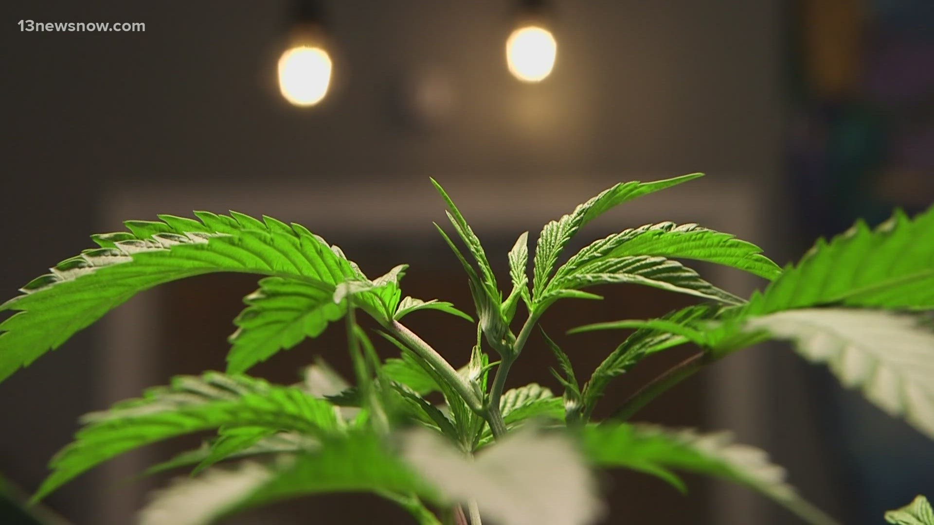 Virginia saw both declines and localized increases related to cannabis exposure calls to the state's poison centers. 13News Now does a deep dive into the numbers.