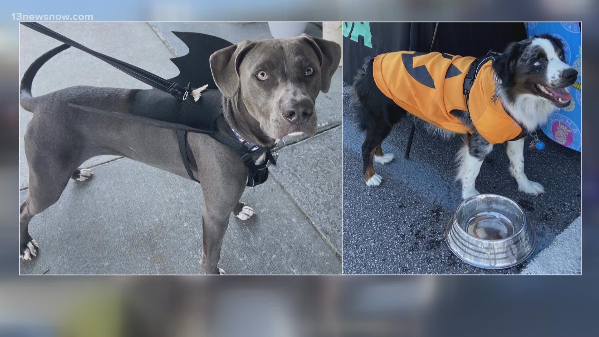 Halloween is just around the corner and if you want to get your fur baby in on the fun, there's a great event happening next week that also supports a good cause.