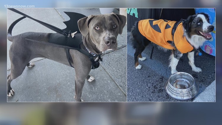 Interview: Howl-O-Ween Pub Crawl and Pet Costume Contest