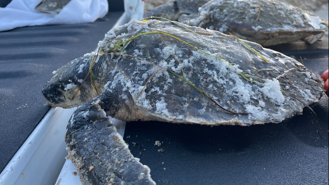 More Than 100 Cold-stunned Sea Turtles Wash Up Along The OBX ...