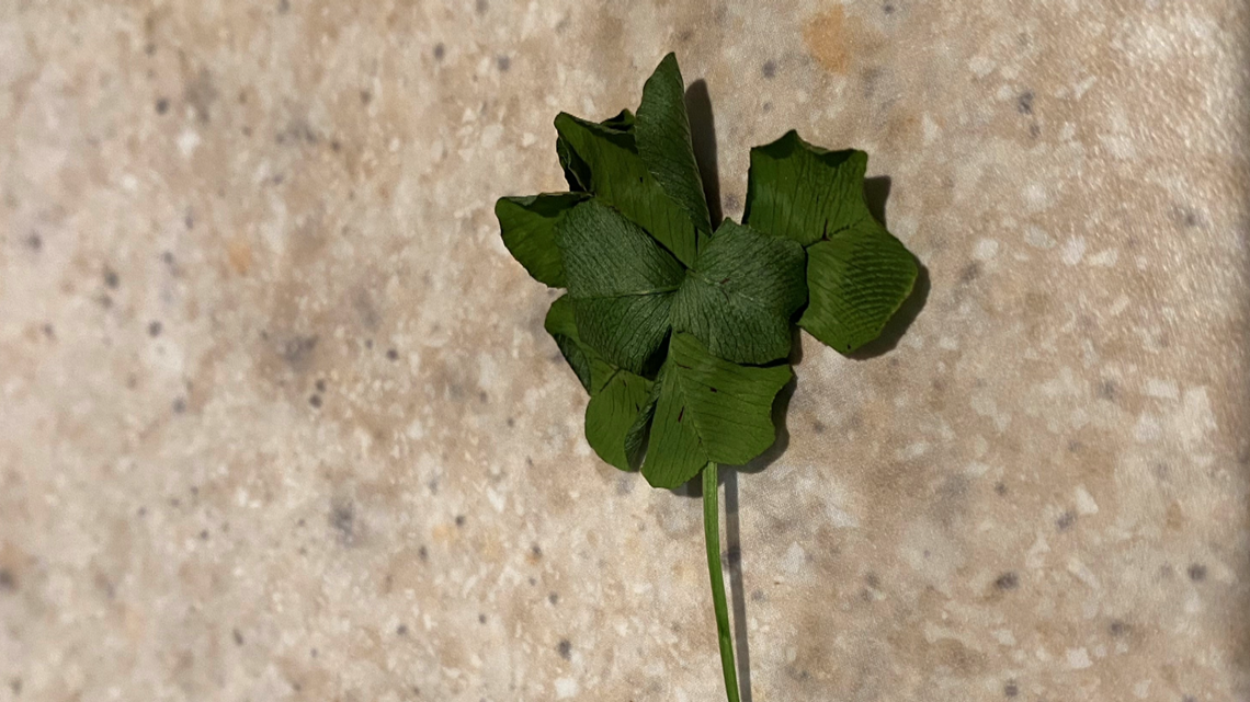 5 Leaf Clover Meaning: Luck, Rarity, & More