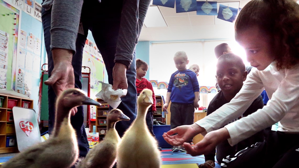 Ducklings could open doors to future careers for students - Vimarsana News