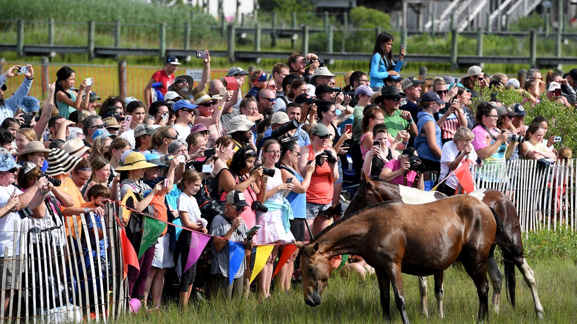 Will Chincoteague ponies become Virginia's official pony? - Vimarsana News