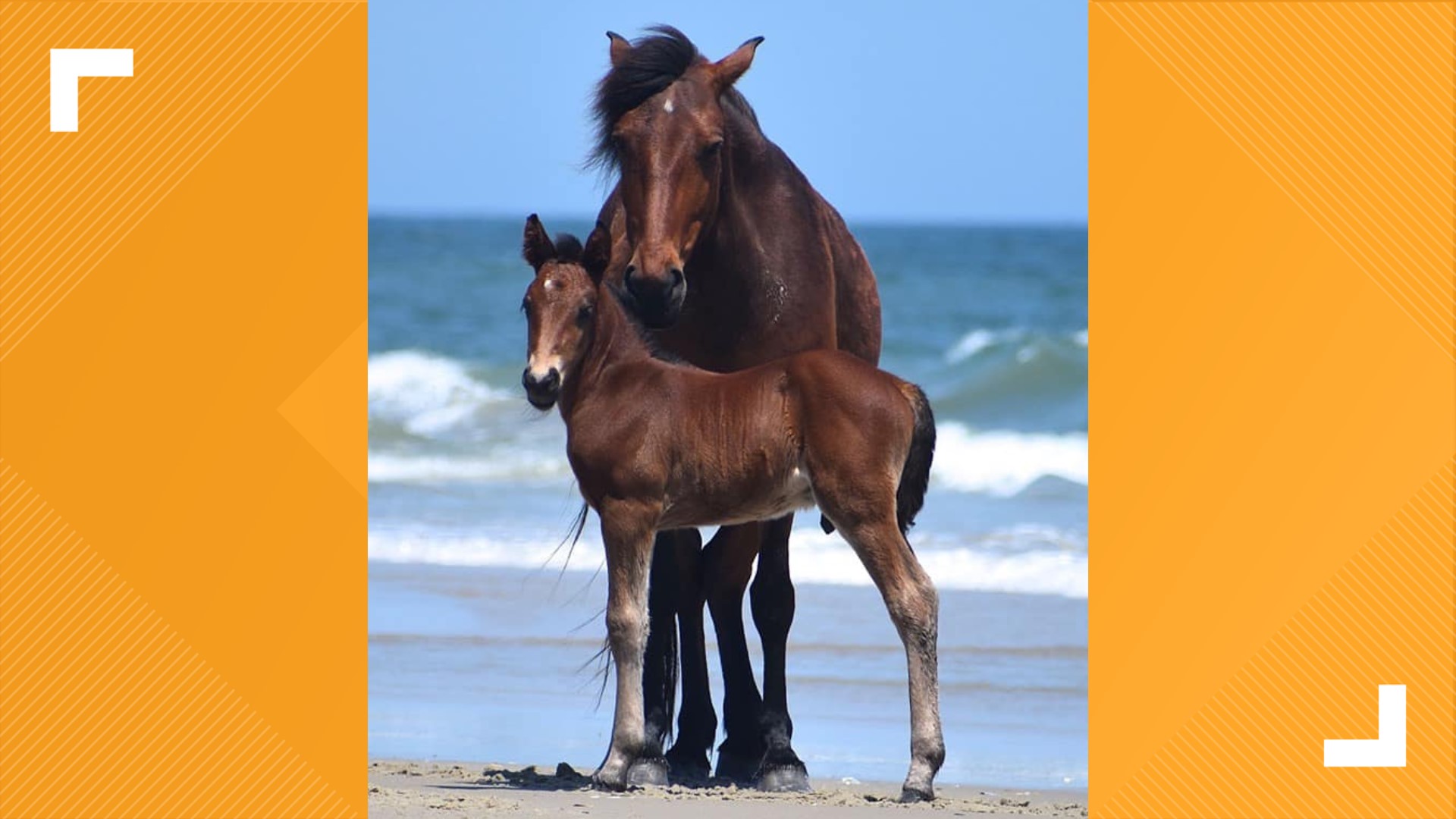 Corolla wild horse colt dies after choking on apple | 13newsnow.com