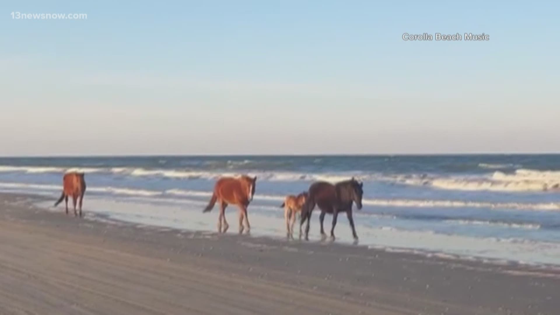 Work is underway to keep the wild horses in Corolla a bit safer. A fence that keeps the horses on the beach is getting repaired.