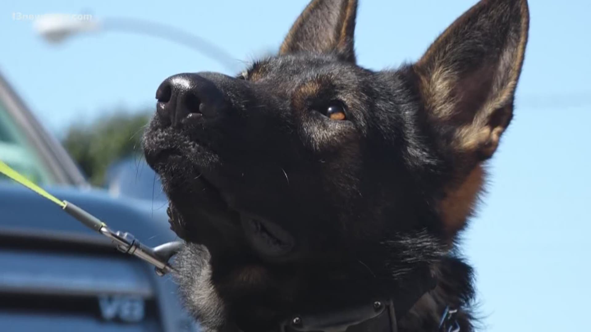 Police are using an abandoned school in Newport News to train K-9s to detect explosives and drugs and possibly guns in school.