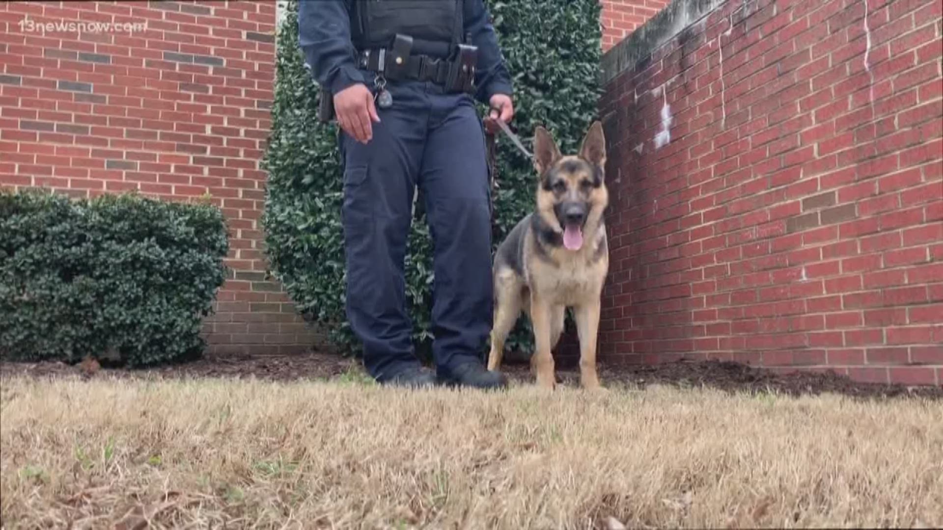 The Virginia Beach Sheriff's Office welcomed Gaston, a three-year-old German Shepherd, to their force Monday.