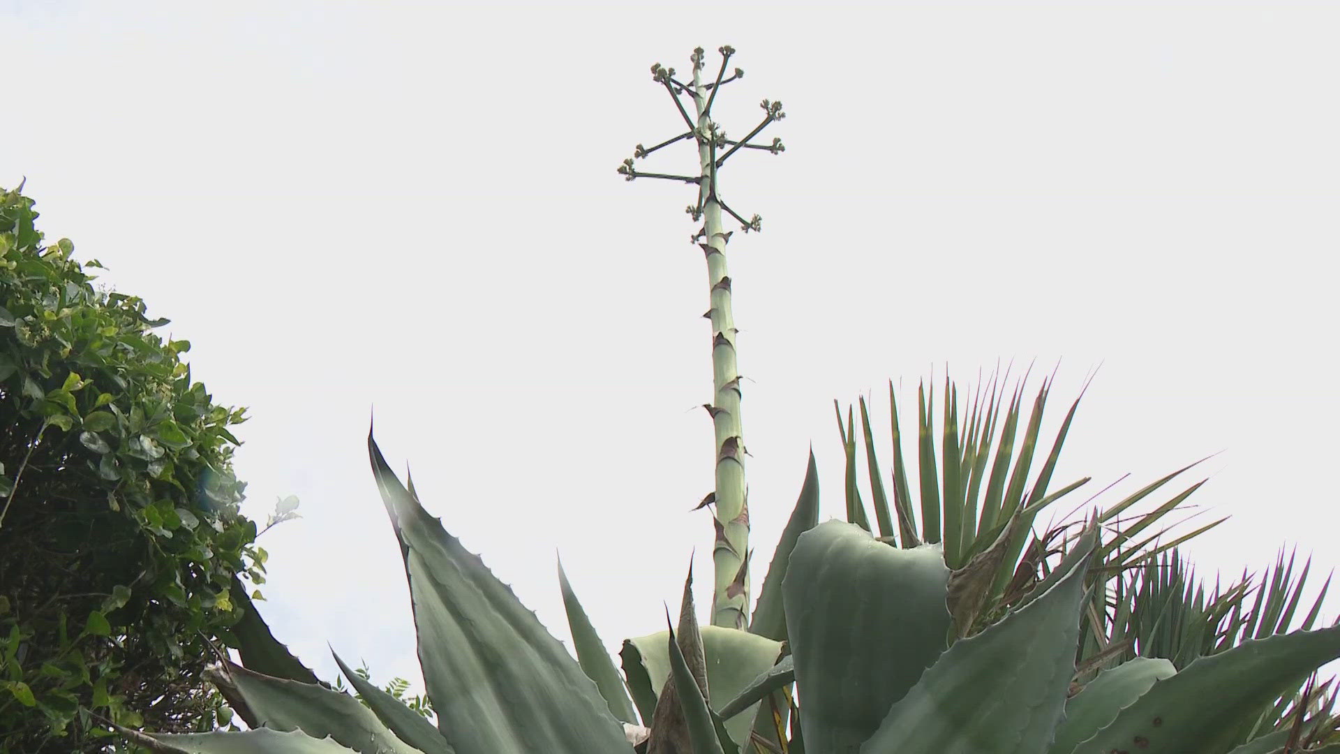 In Virginia Beach, a 2-story-tall plant is turning heads on Dam Neck Road. The agave americana plant stands around 20 feet high and this bloom is rare.