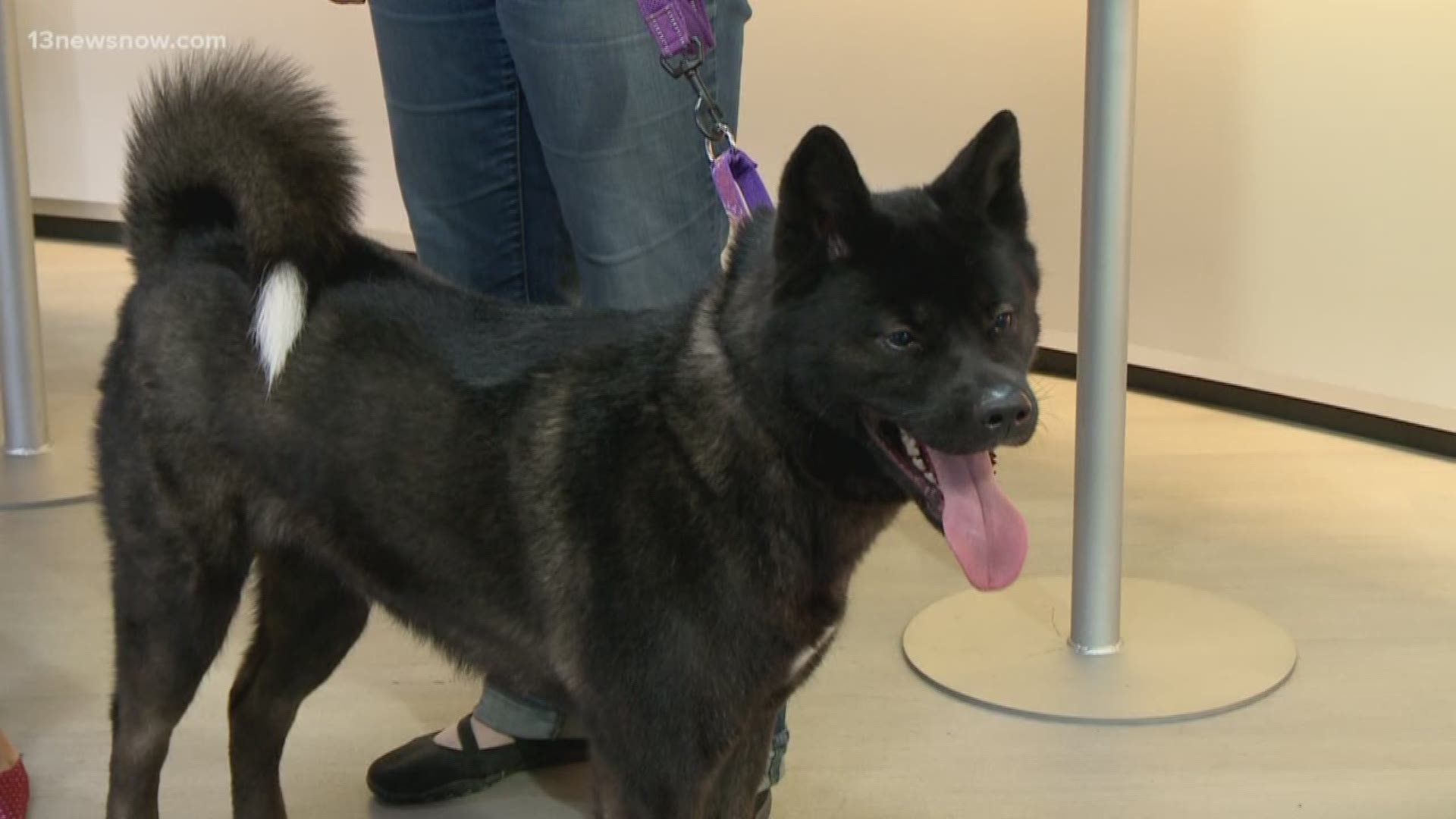 Shelter Sunday: Rakki-Inu Akita Rescue in Virginia Beach stops by with a furry friend named Rayleigh.