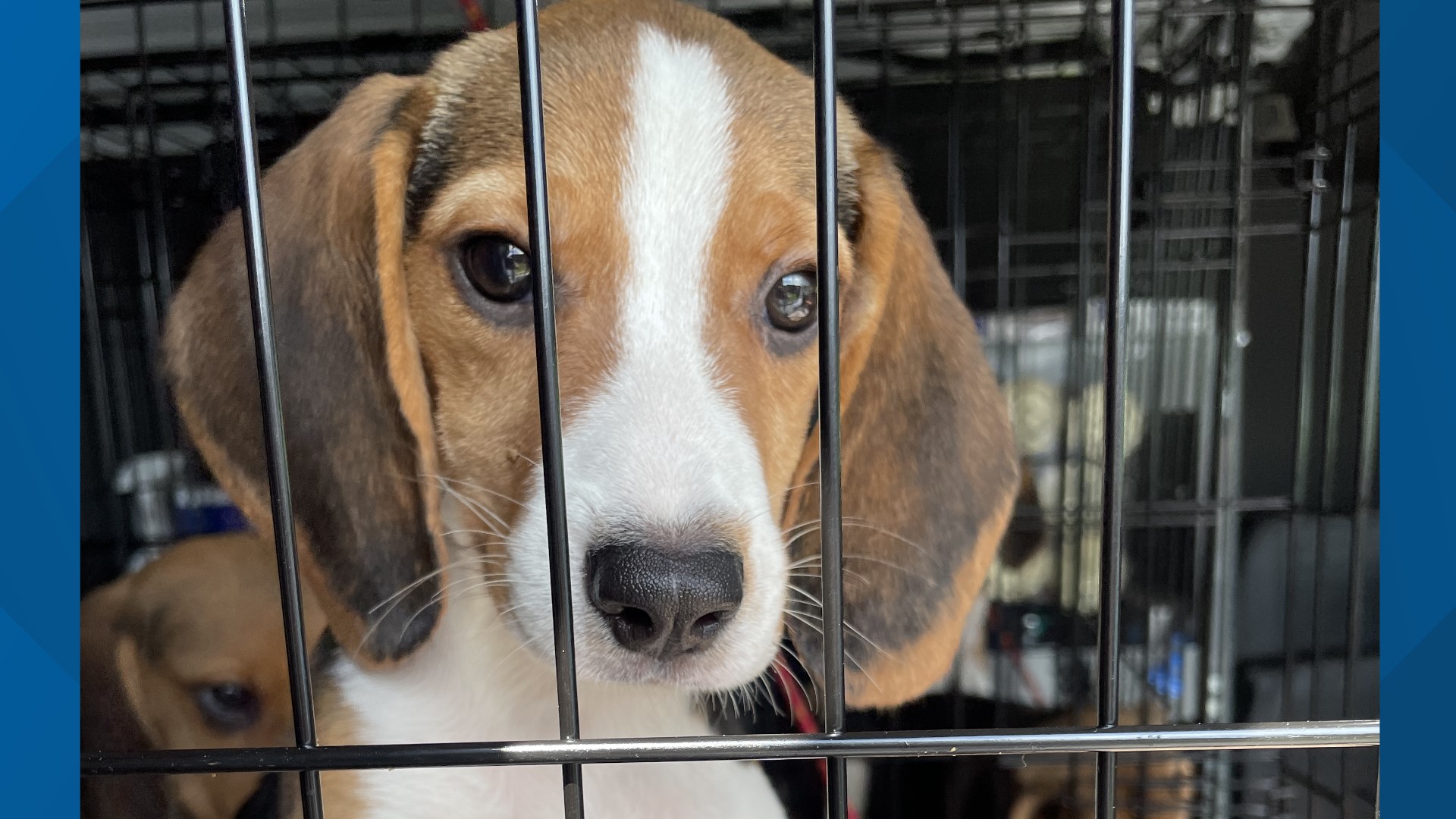 Rescued beagles up for adoption at Virginia Beach SPCA