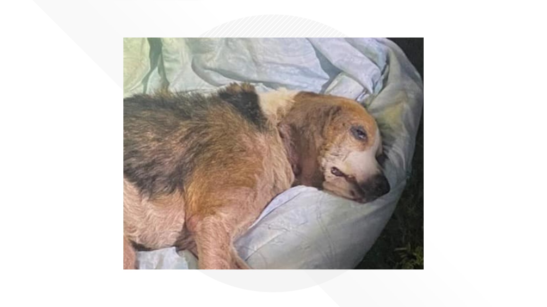 Virginia Beach Animal Control is trying to figure out who left a male beagle laying on a blanket in Lineberry Park Thursday morning.
