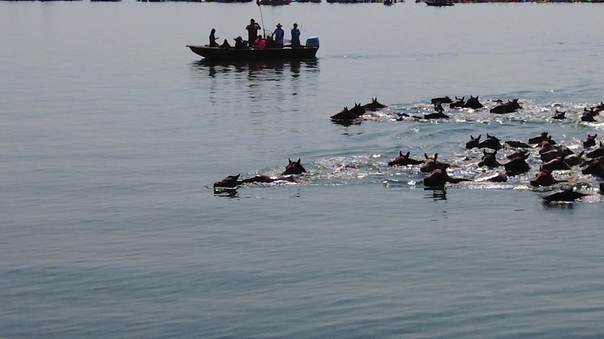 People from around the world gathered on Chincoteague Island to watch the 98th annual Chincoteague Pony Swim on Wednesday.