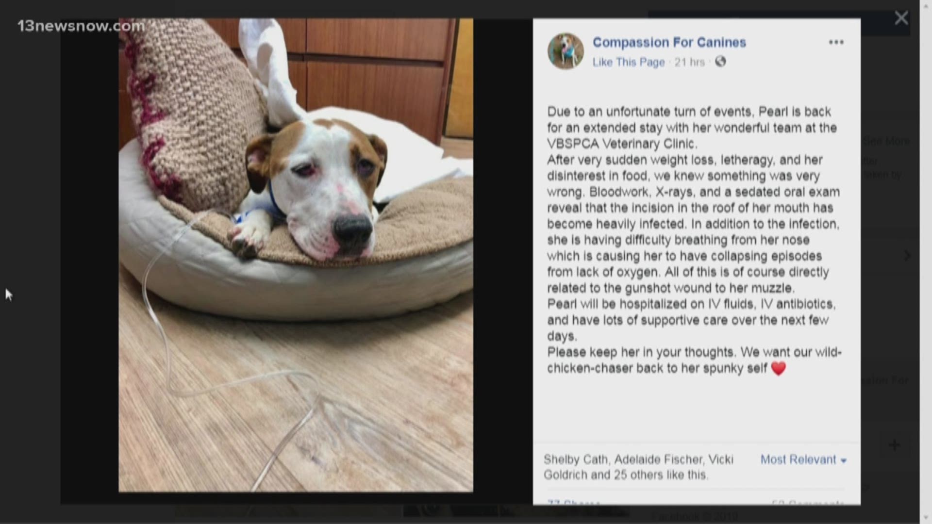 Pearl, a dog that was shot in the face in Virginia Beach, is back at the VBSPCA Veterinary Clinic due to sudden weight loss and other complications.