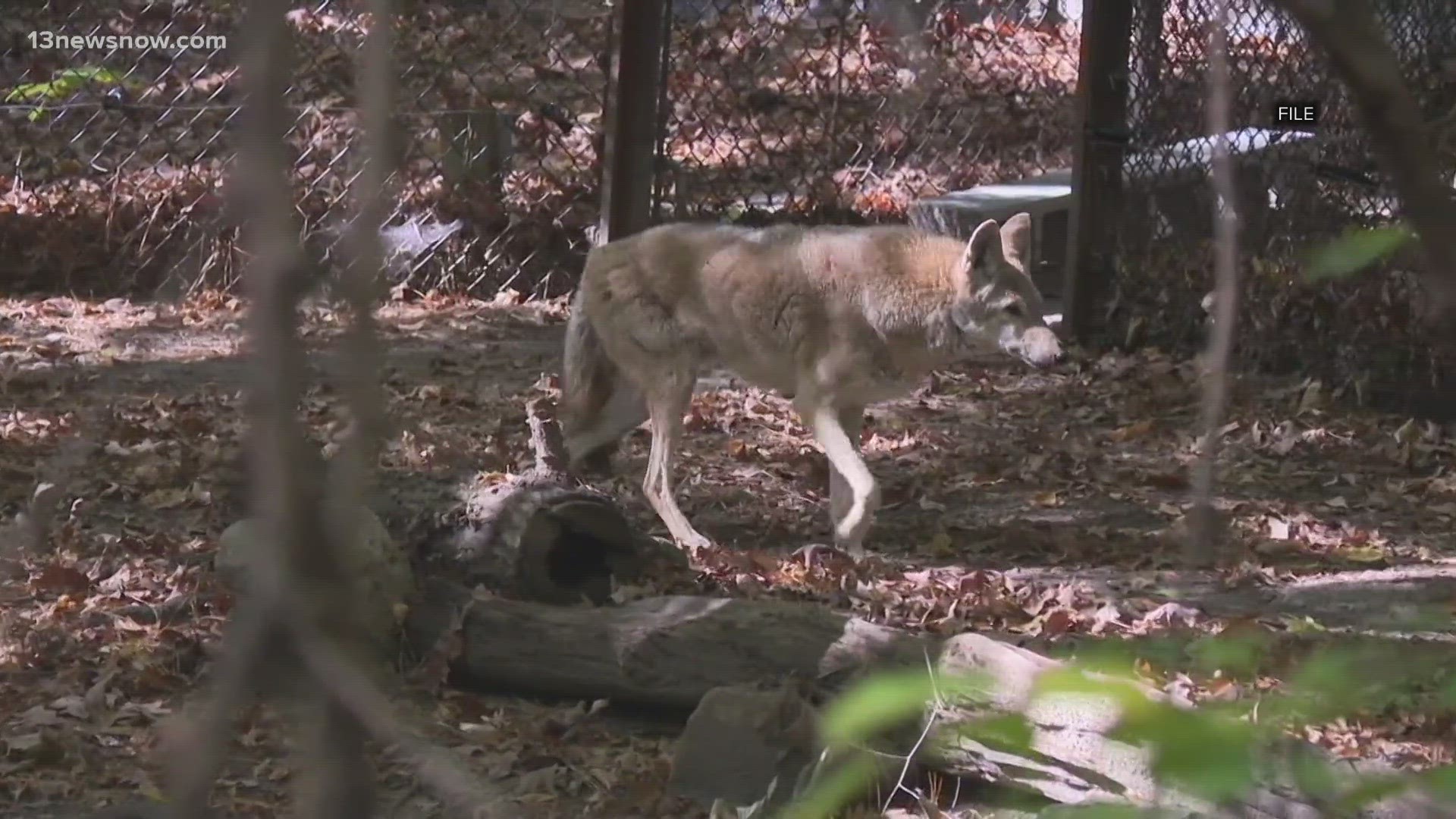 City officials recently posted on Facebook about an increase in coyote reports.