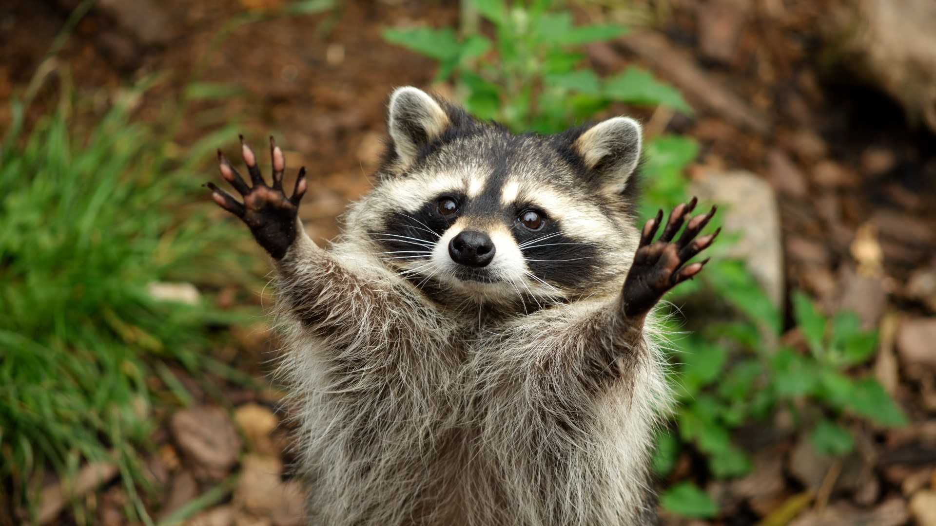 Rabid raccoon attacks outdoor pet in Suffolk | 13newsnow.com