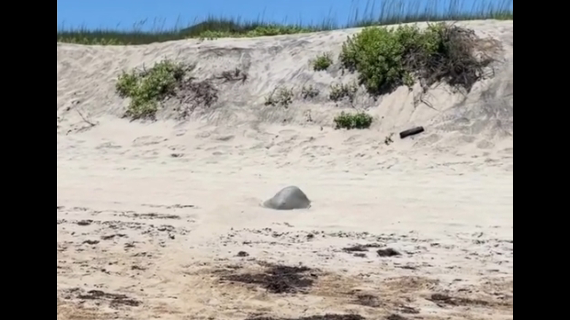 Kemp's ridley sea turtle 'dances' at the Outer Banks | 13newsnow.com