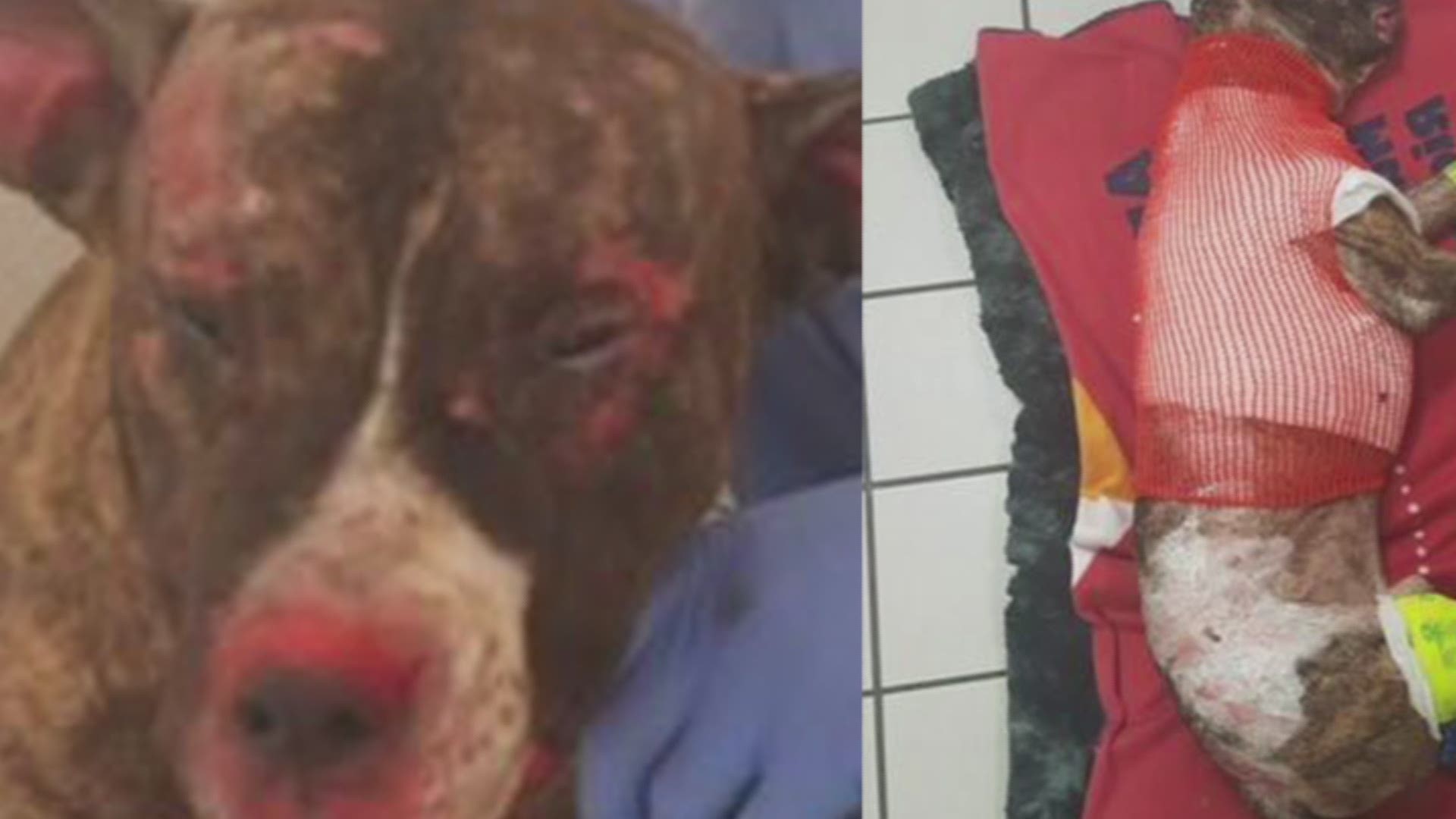 A dog was tied to a pole and intentionally set on fire in a Richmond park.