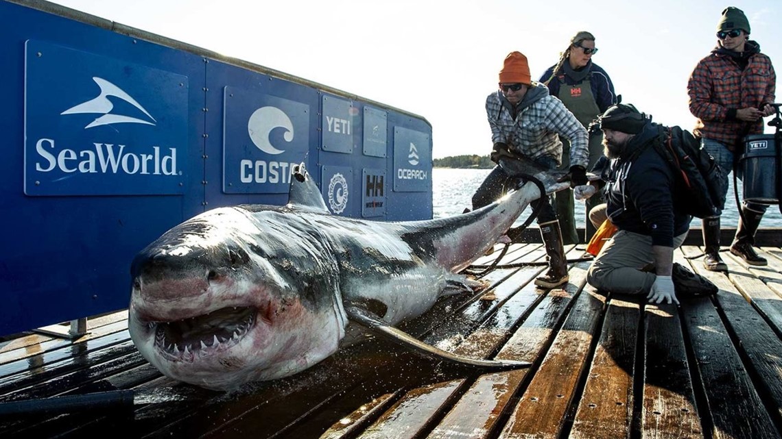 No. 1 ranked Vanderbilt “like sharks in the water. . .we were the