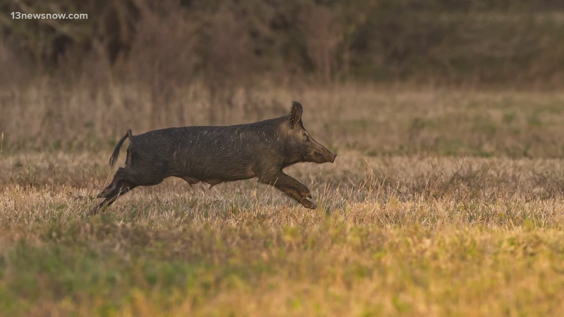 Nationwide feral hog surge spreads in Virginia, North Carolina