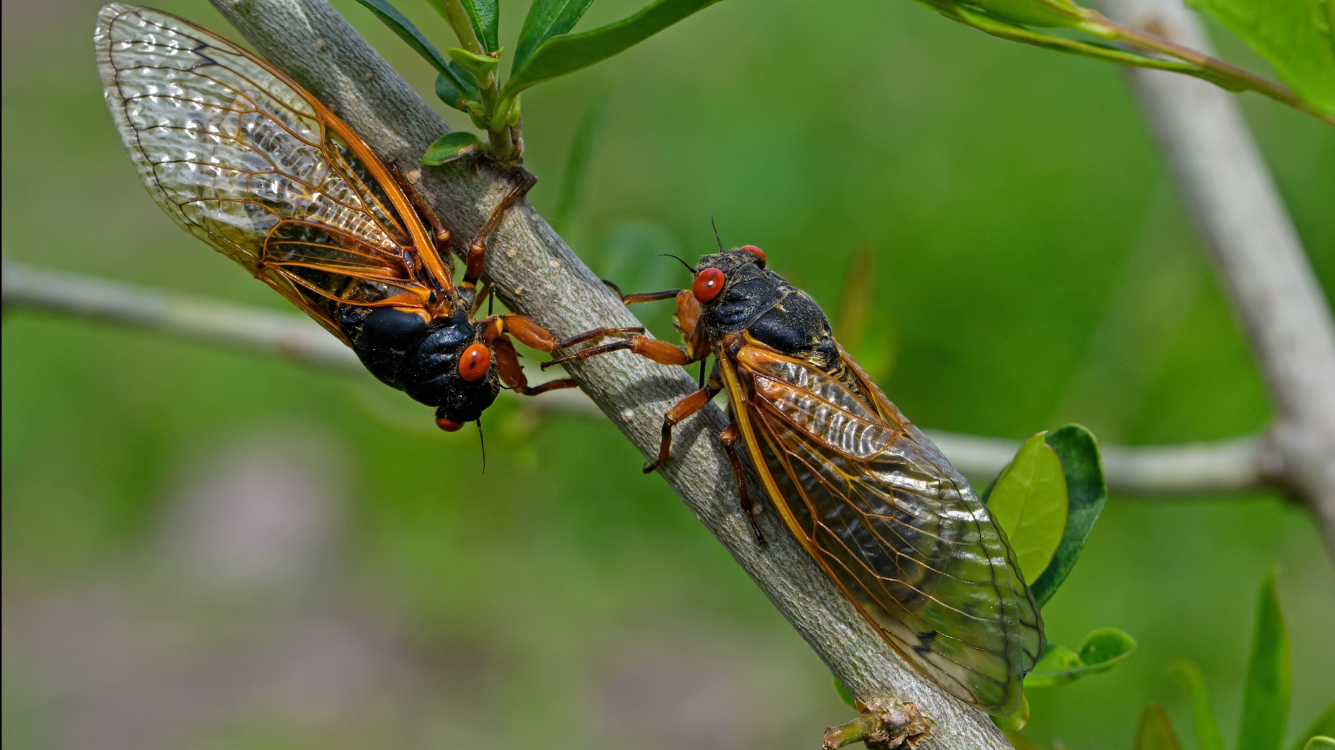 When are cicadas coming to Virginia in 2024?