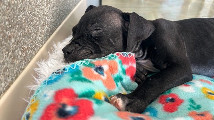 This Virginia Beach no-kill shelter takes the animals no one else will and nurses them back to health. Here's how you can help.