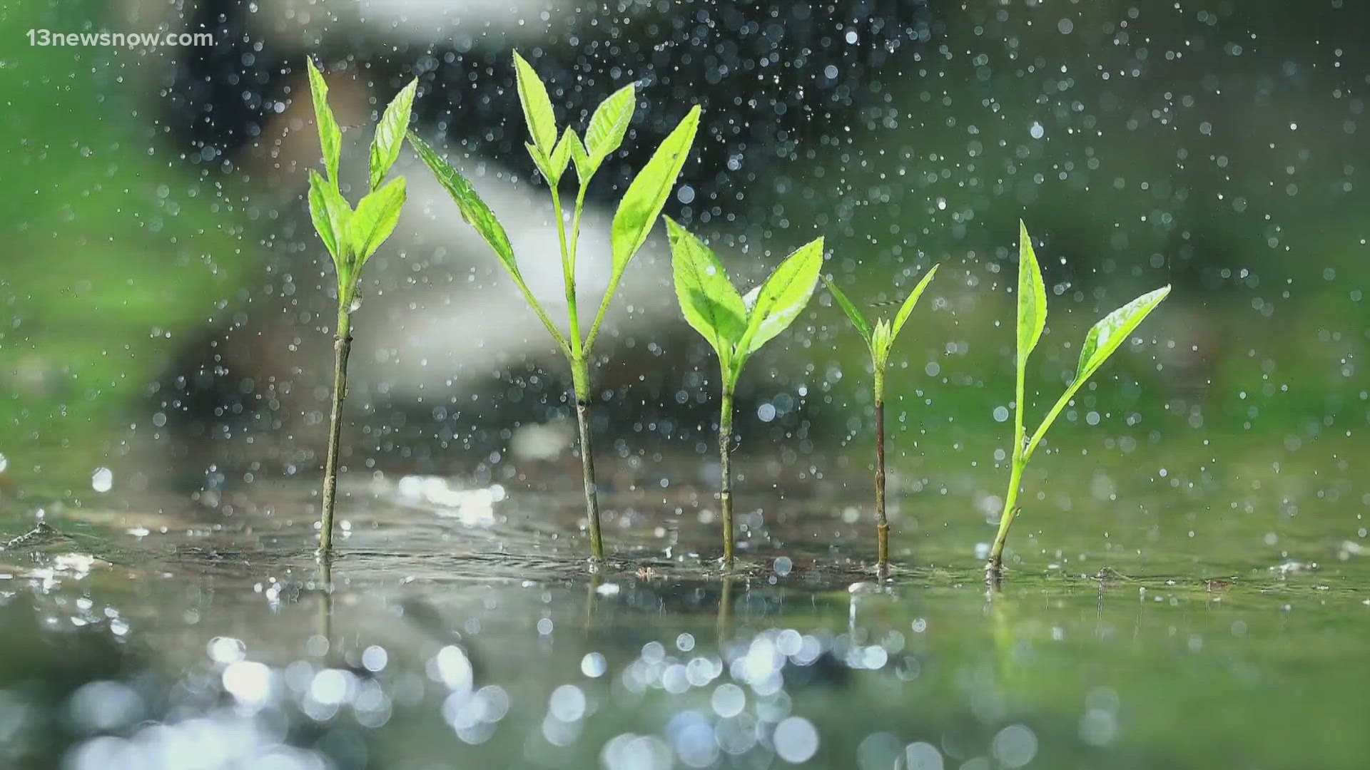 Meteorologist Taylor Stephenson explains why rain has a smell in this installment of Weather Works.