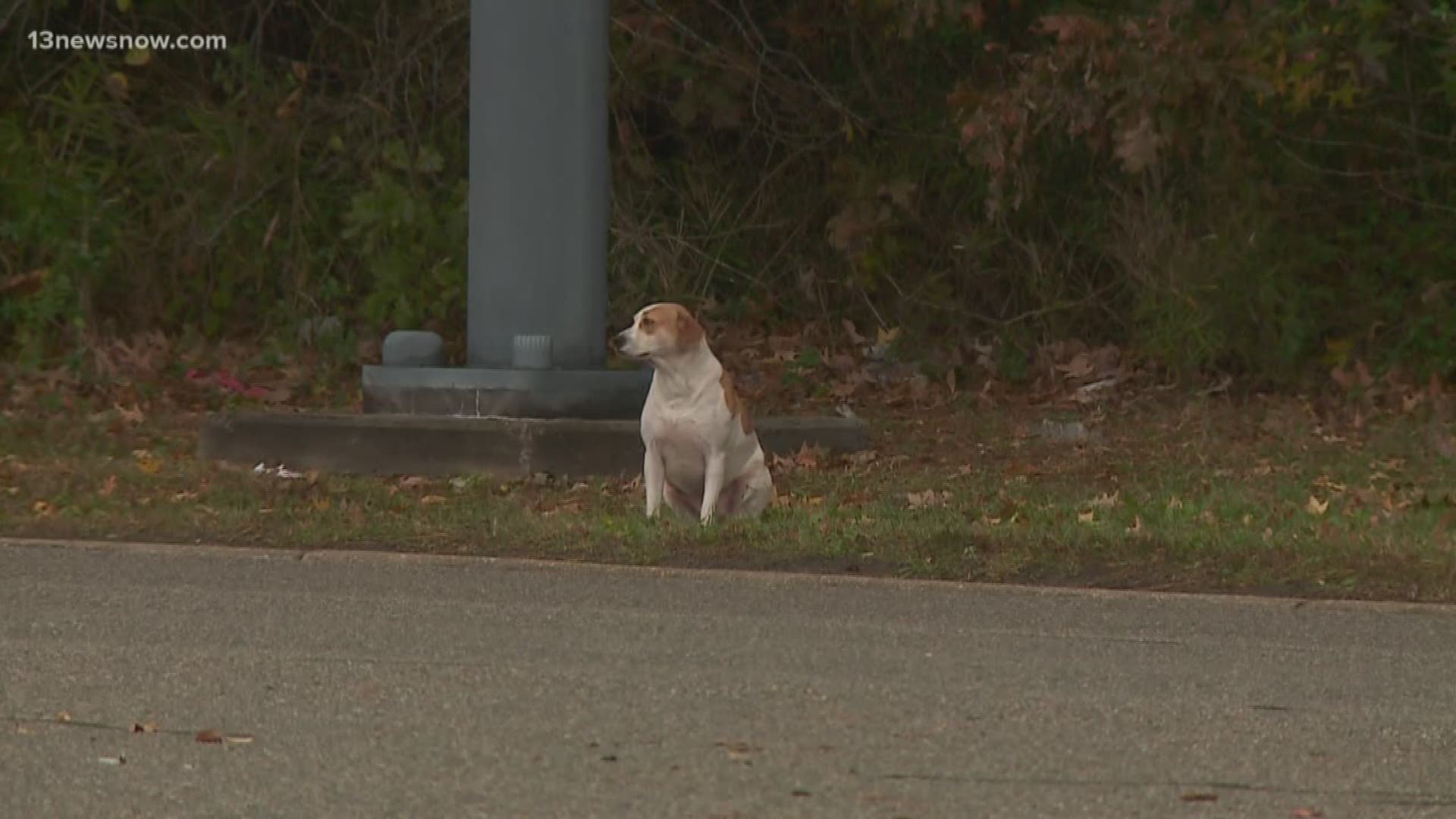 A stray dog sits at a traffic light on Lynnhaven Parkway. When someone tries to catch the dog, she takes off. Animal Control is trying to catch her.