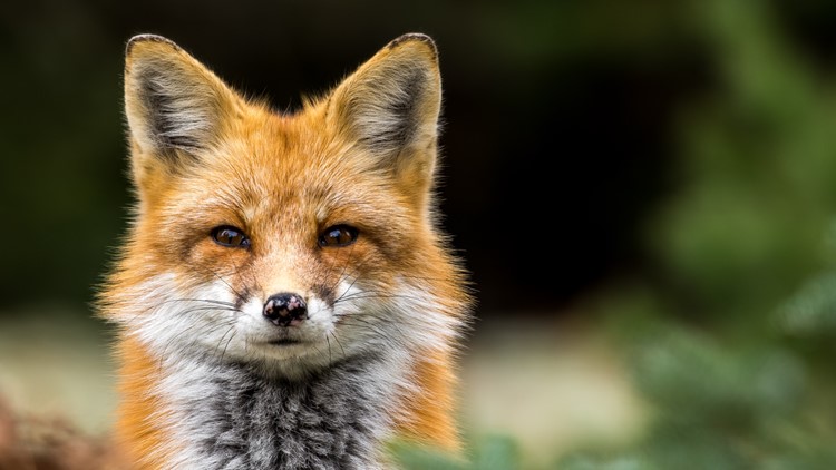 Suffolk warns people about wild foxes outside downtown area