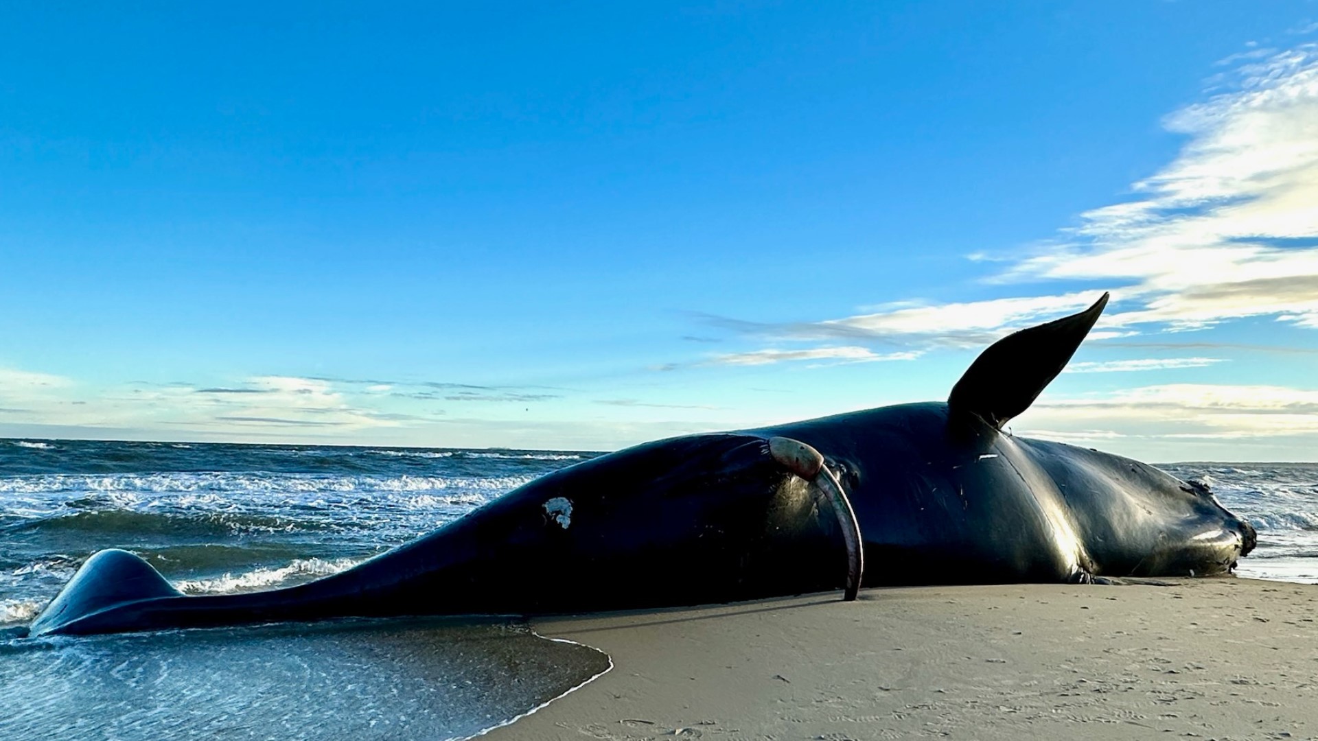 People living near Aeries on the Bay off of Shore Drive say a whale washed ashore Sunday.