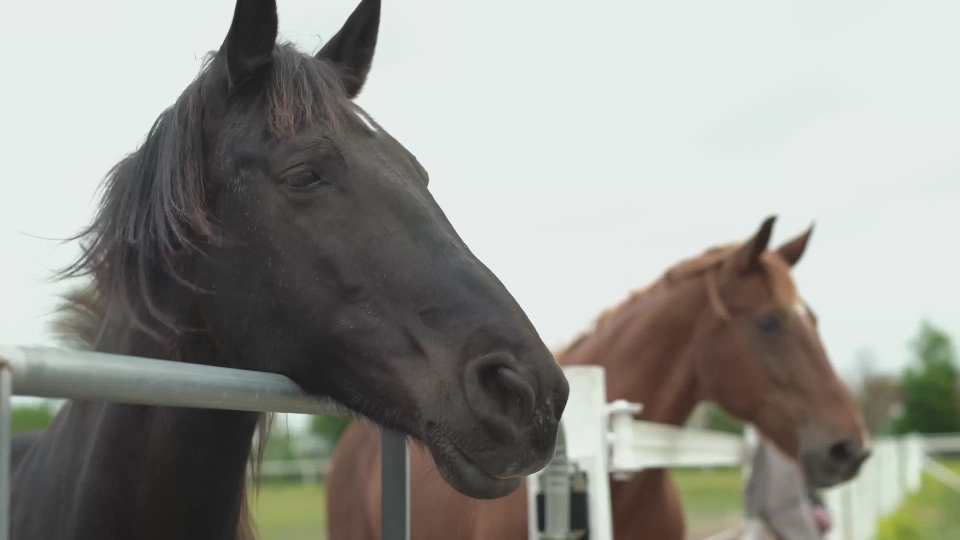 Losing her father in the World Trade Center attack changed Kayla Arestivo's life forever. Now she helps others tackle suffering through horse handling.