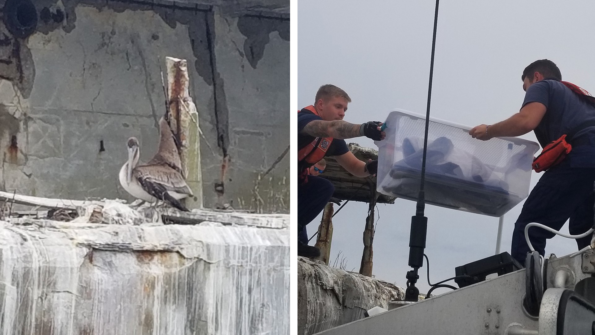 The pelican in distress was rescued by Coast Guard personnel and a wildlife rehabilitation specialist. the pelican is recovering after a brief surgical procedure.