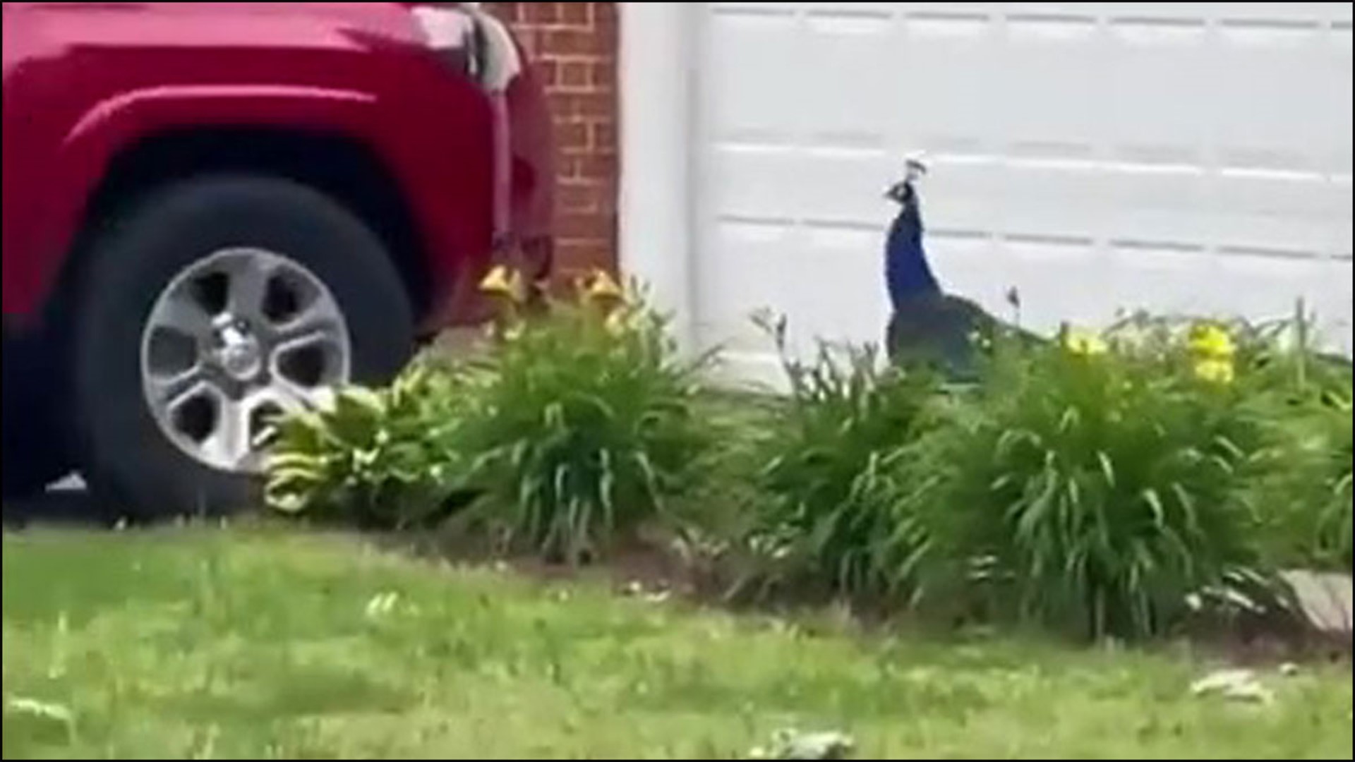 Someone spotted a peacock roaming around the River Walk subdivision in Chesapeake. He seemed to be enjoying his time walking outside of a home there.