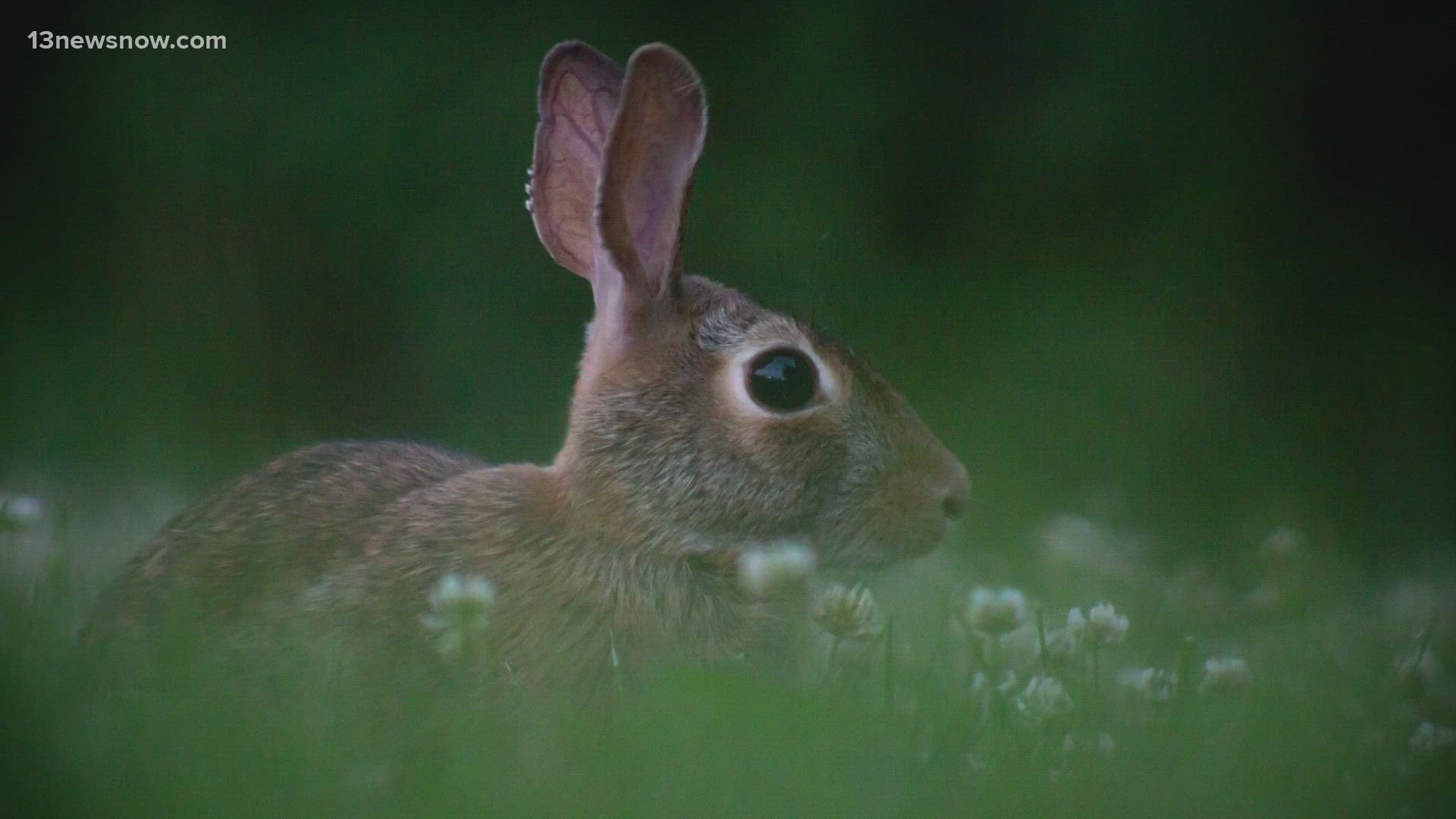 One man in Virginia Beach reported seeing 28 rabbits during a recent walk.