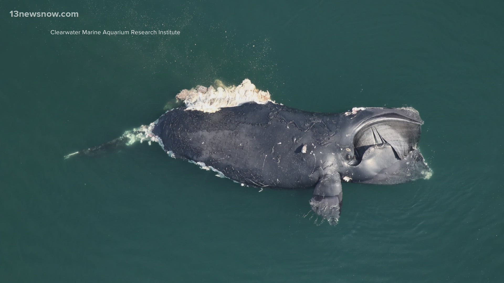 It marks at least the fourth whale death in our area in the past month.