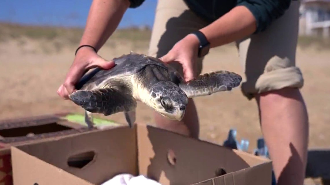 Endangered sea turtle released in Virginia Beach | 13newsnow.com