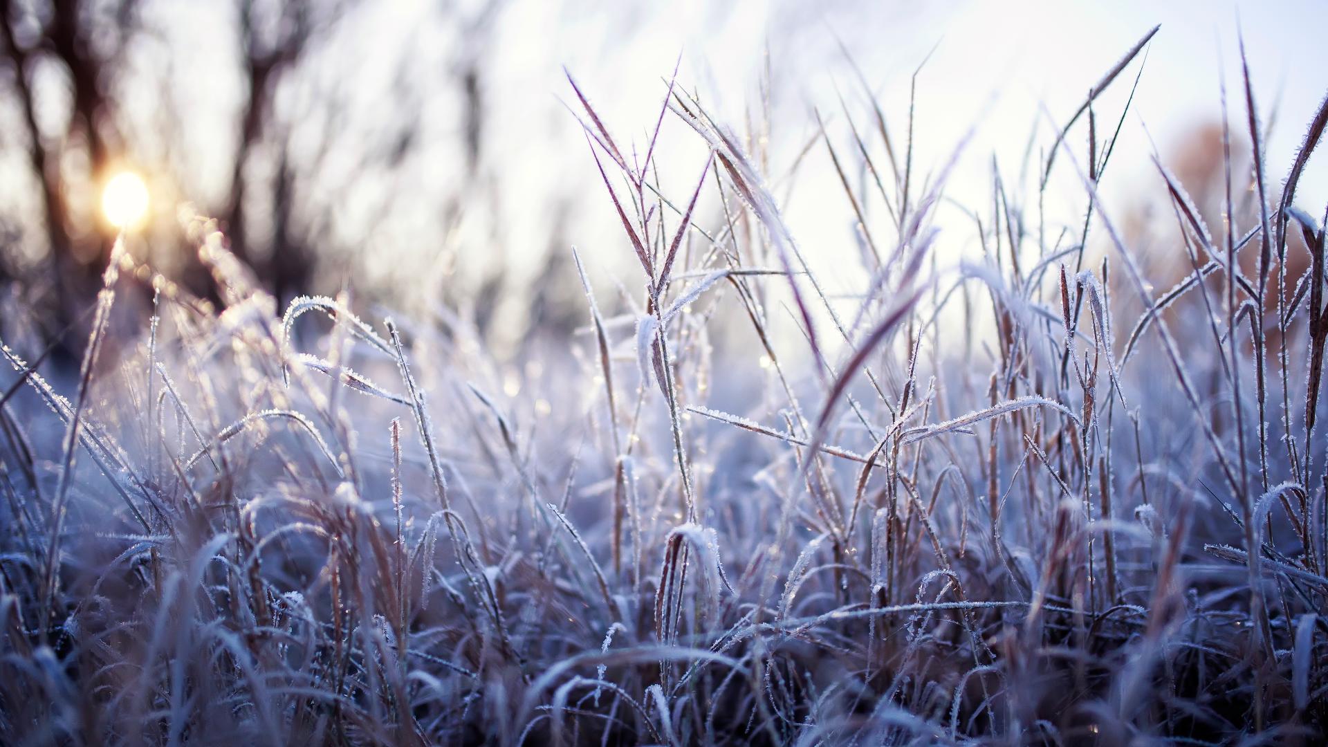 Frost may become a familiar sight as we head into these colder months.  But how -- and why -- does it form? 