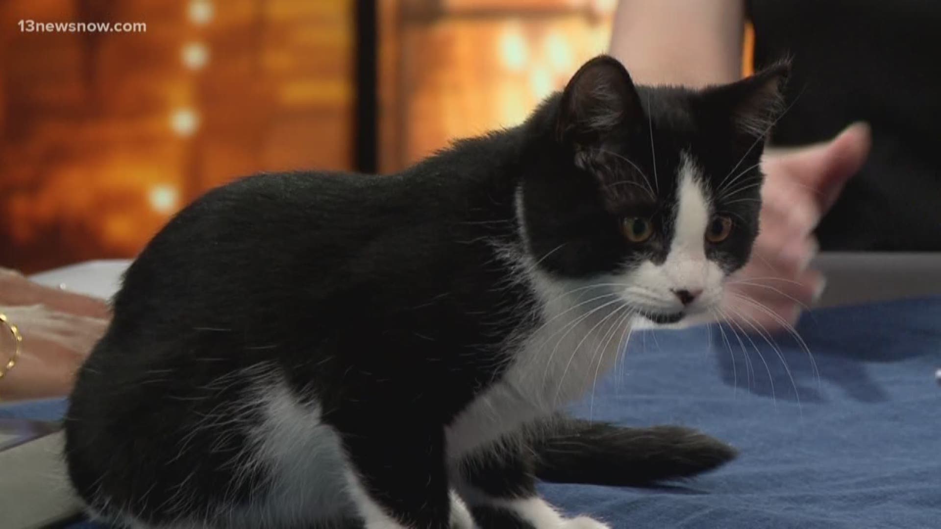 Meet Merlin from the Virginia Beach SPCA! The very outgoing 3 to 4-month-old kitten is up for adoption.