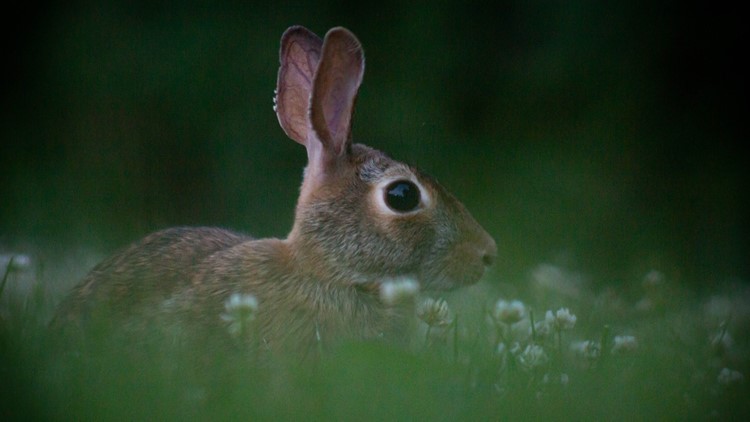 Is there a bunny boom in Hampton Roads?